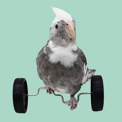 Parrot balance toy small - toy,